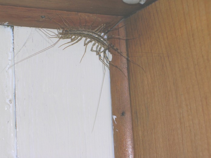 Bug lurking in the corner of an unhygienic kitchen. Courtesy of http://morguefile.com/