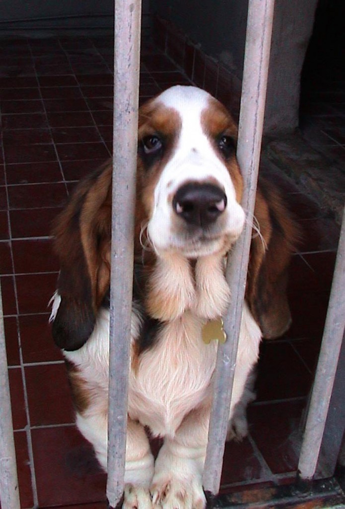 Dog in a kennel. Image courtesy of http://morguefile.com/